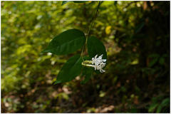 Jasminum rottlerianum